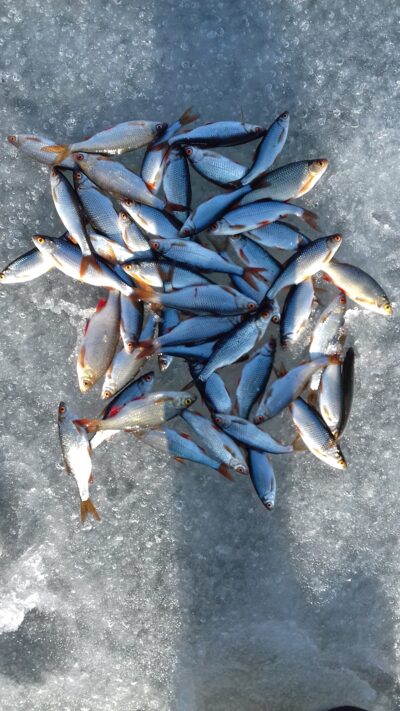 Roach ×40 — Lukštynas
