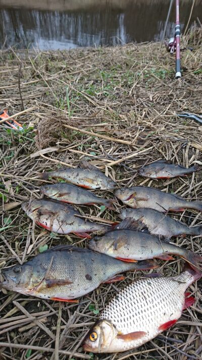 Eurasian perch