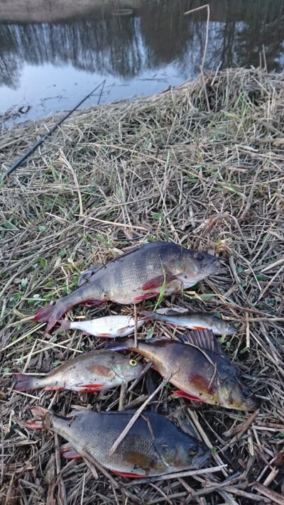 Eurasian perch