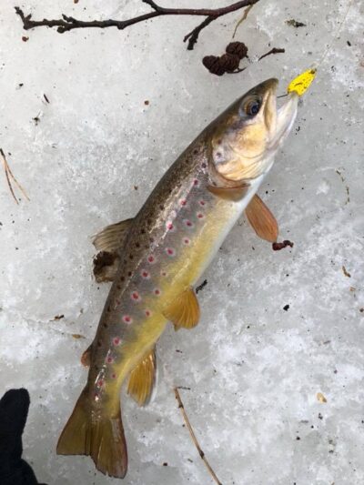 Brown Trout — Mera