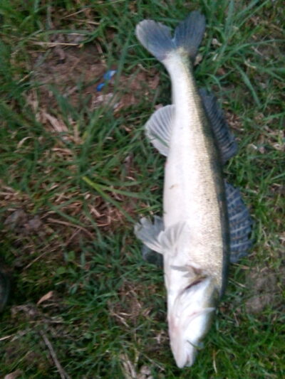 Pike perch, 1.5 kg