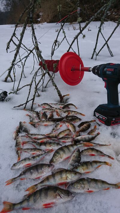 Eurasian perch