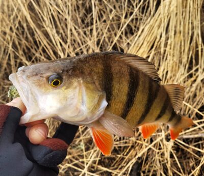 Eurasian perch