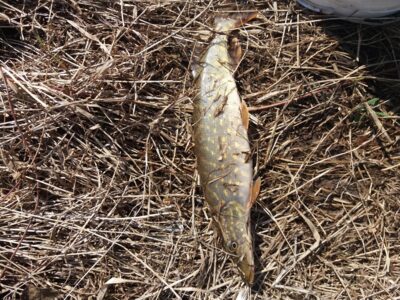 Northern Pike — Venta