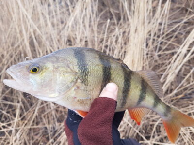 Eurasian perch
