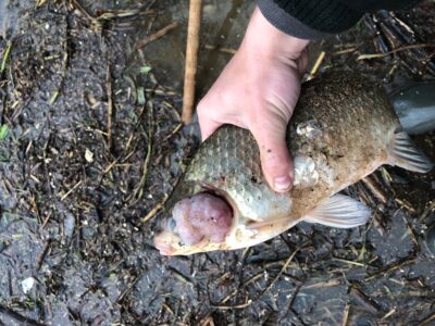 Prussian carp, 0.7 kg