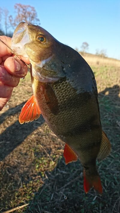 Eurasian perch