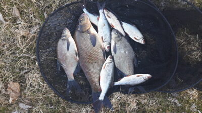 Carp bream ×3