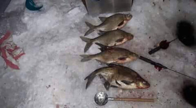 Carp bream ×4 — Kertuojai
