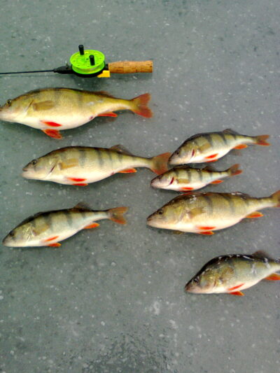 Eurasian perch ×7 — Smalvas
