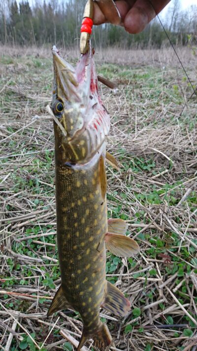 Northern Pike