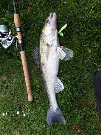 Pike perch
