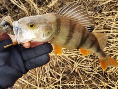 Eurasian perch