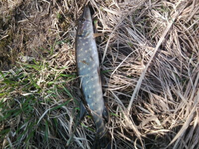 Northern Pike