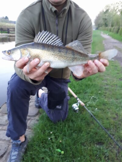 Pike perch