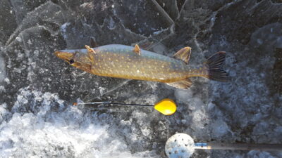 Northern Pike, 1.7 kg