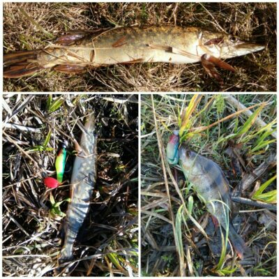 Northern Pike, 0.8 kg