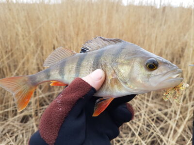 Eurasian perch