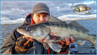 Pike perch, 4.5 kg