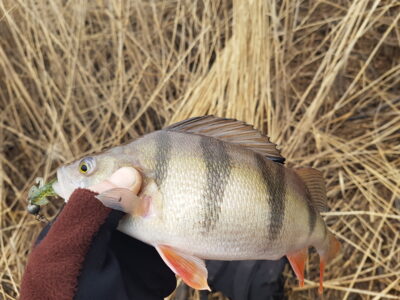 Eurasian perch