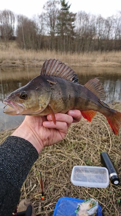 Eurasian perch