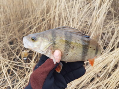 Eurasian perch