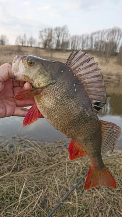 Eurasian perch