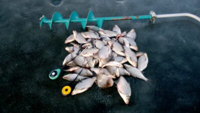 Carp bream