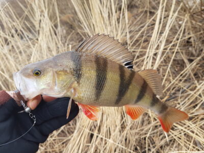 Eurasian perch