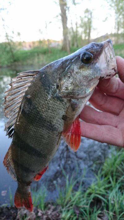 Eurasian perch