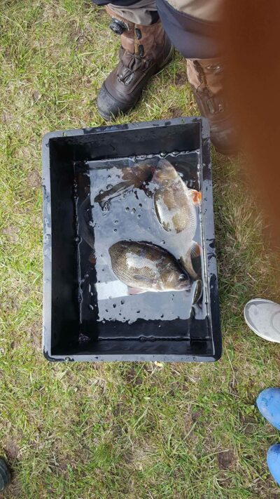 Eurasian perch, 1.3 kg