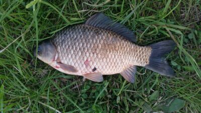 Prussian carp, 1.6 kg