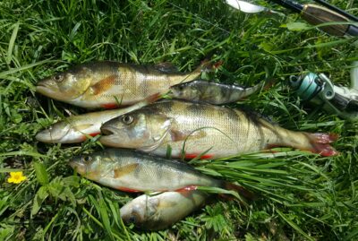 Eurasian perch, 0.4 kg — Arinas