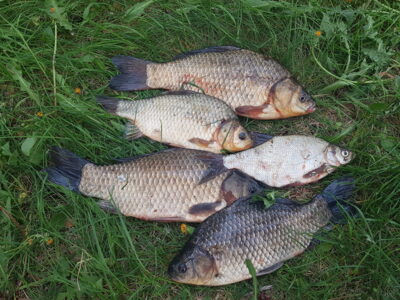 Prussian carp ×4 — Kaunas reservoir