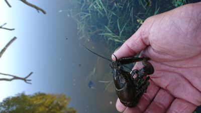 Broad-fingered crayfish