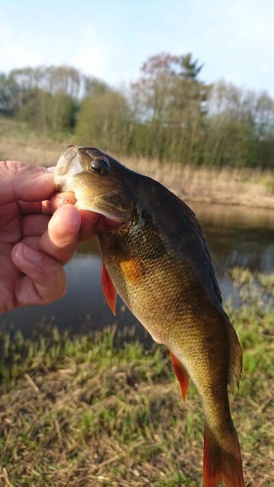 Eurasian perch