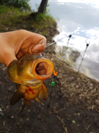 Tench, 1.0 kg