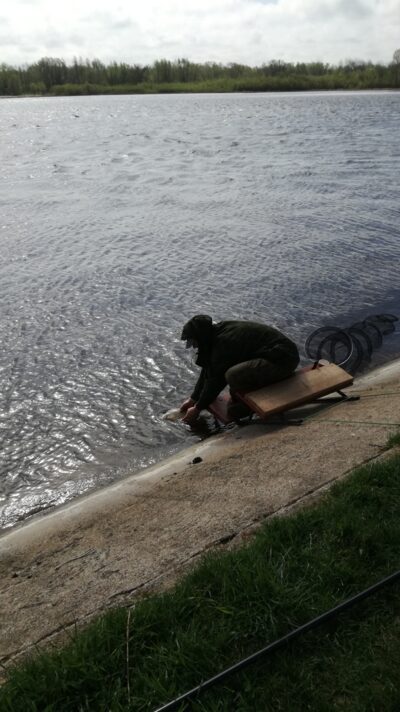 Carp bream, 0.7 kg — Skirvytė