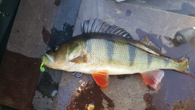Eurasian perch, 0.4 kg — Arinas