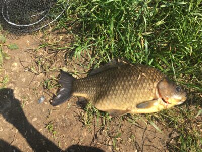 Crucian carp, 2.3 kg