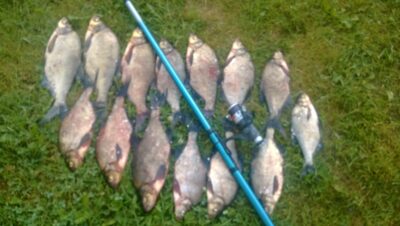 Carp bream