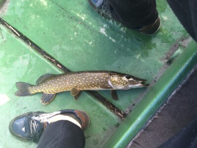 Northern Pike, 1.0 kg — Rubikių