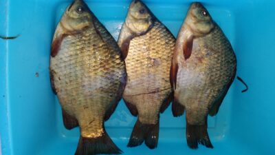 Crucian carp — Kėdainių