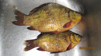Crucian carp ×2