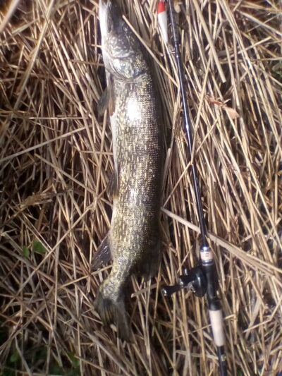 Northern Pike, 3.4 kg — Obelija