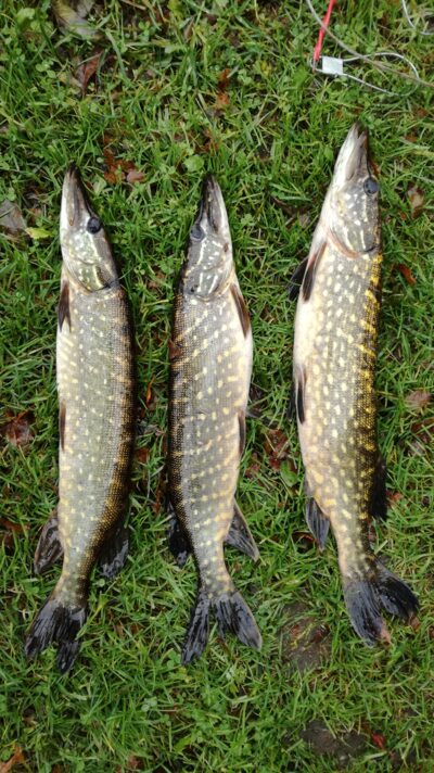 Northern Pike ×3 — Suojys