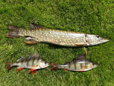 Northern Pike, 1.0 kg