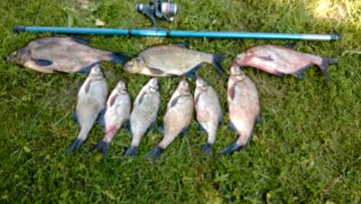 Carp bream