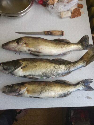 Pike perch, 3.0 kg