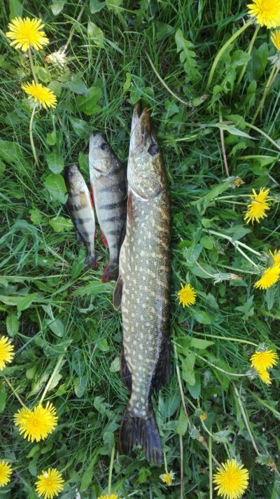 Northern Pike, 1.0 kg — Ūsiai